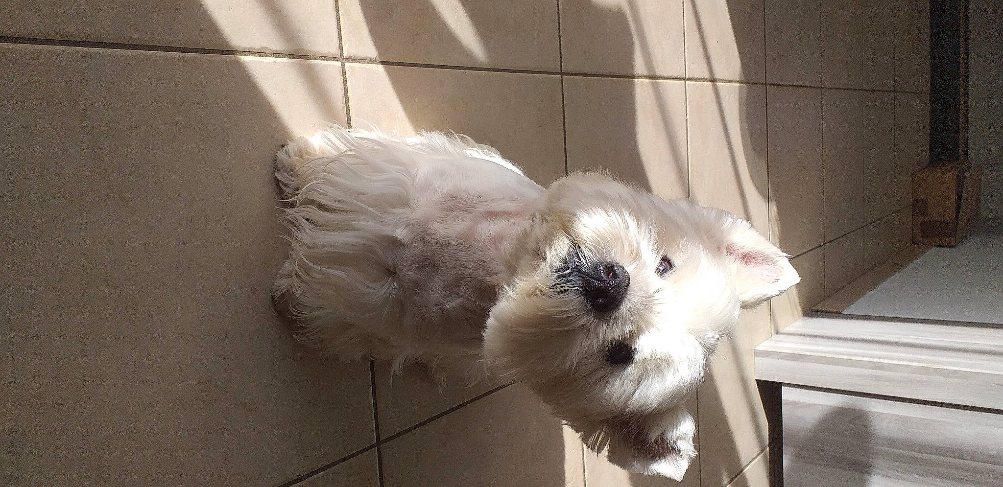 Flocon participe au concours pour gagner de l'argent avec cette photo : balinese, bench, canidae, carnivore, cat, claw, domestic_short_haired_cat, fawn, felidae, fur, paw, small_to_medium_sized_cats, snout, tail, terrestrial_animal, whiskers