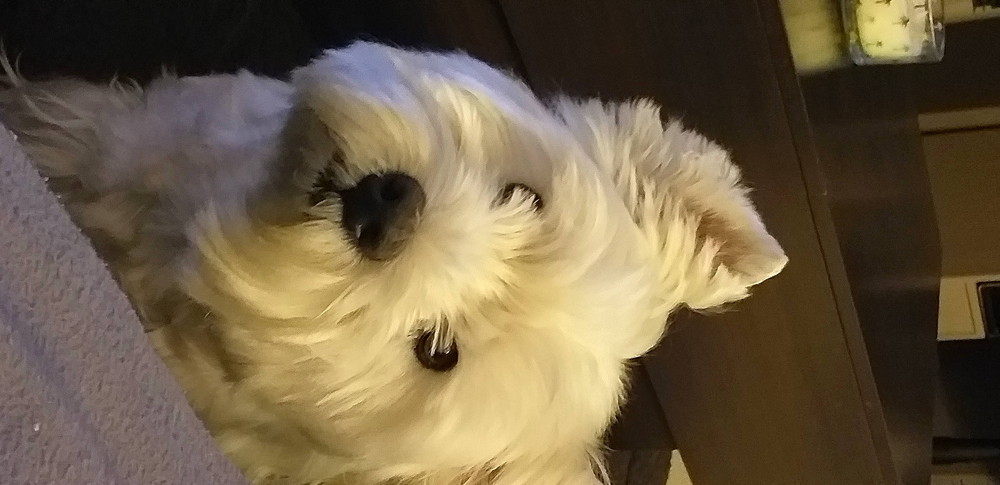 Flocon a rejoint le concours — aidez-le/la à gagner de superbes lots ! canidae, carnivore, companion_dog, dog, dog_breed, dog_supply, fur, mal_shi, maltepoo, non_sporting_group, pet_supply, plant, small_terrier, snout, sporting_group, terrier, toy, toy_dog, whiskers, working_animal