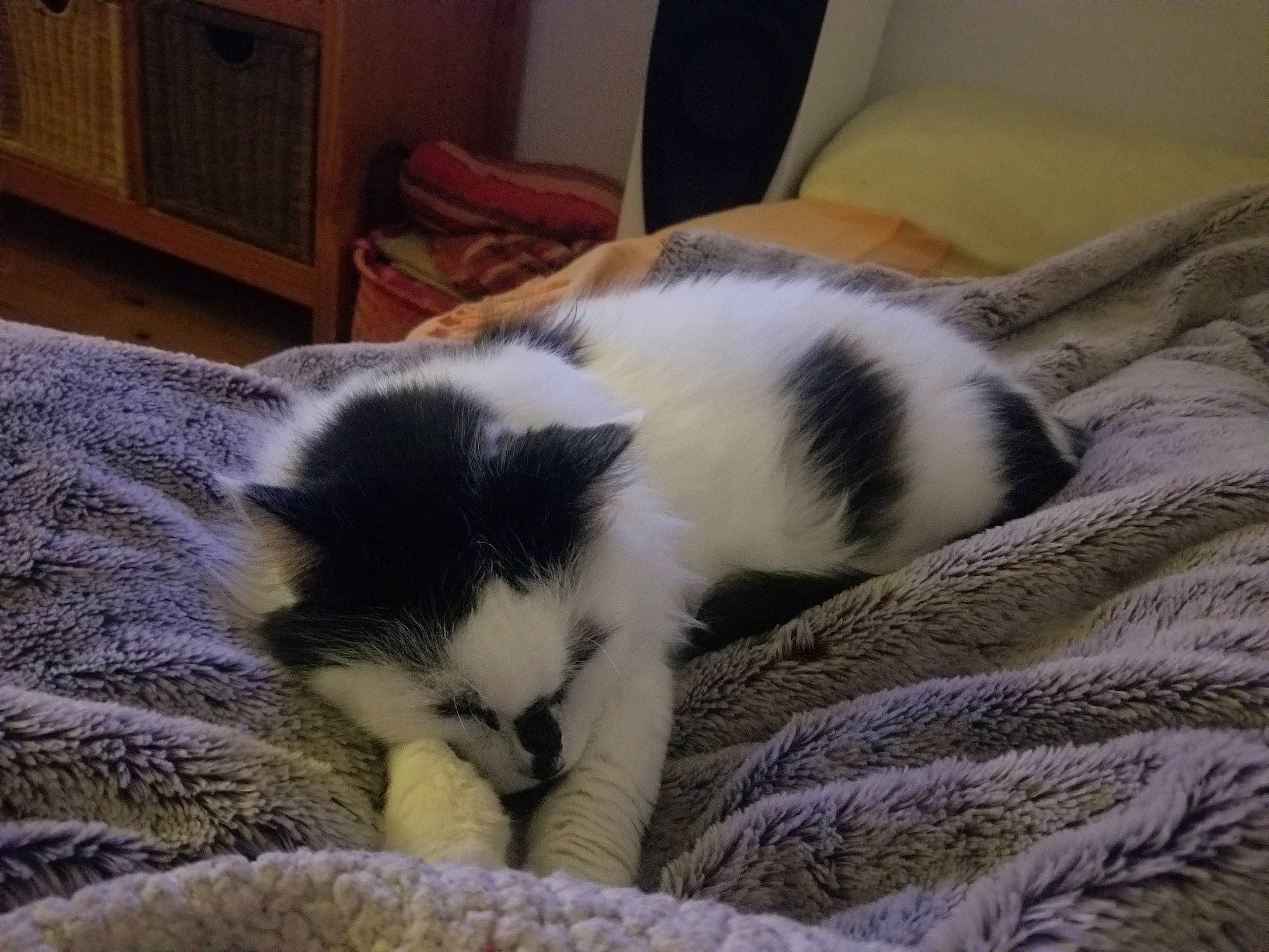 Marseille a rejoint le concours — aidez-le/la à gagner de superbes lots ! carnivore, cat, felidae, fur, kitten, nap, sleep, small_to_medium_sized_cats, tail, whiskers