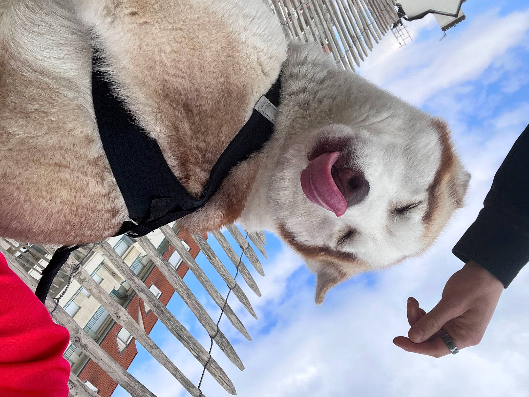 Phoenix a rejoint le concours — aidez-le/la à gagner de superbes lots ! carnivore, cloud, dog_breed, fawn, felidae, fur, gesture, paw, sky, whiskers, winter, world