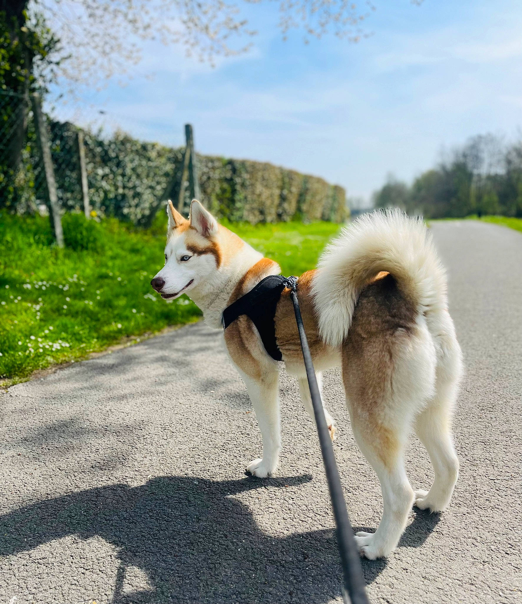 Phoenix participe au concours pour gagner de l'argent avec cette photo : carnivore, cloud, collar, companion_dog, dog, dog_breed, dog_collar, fashion_accessory, fawn, grass, herding_dog, leash, pet_supply, plant, sky, sled_dog, sporting_group, tail, tree, working_animal