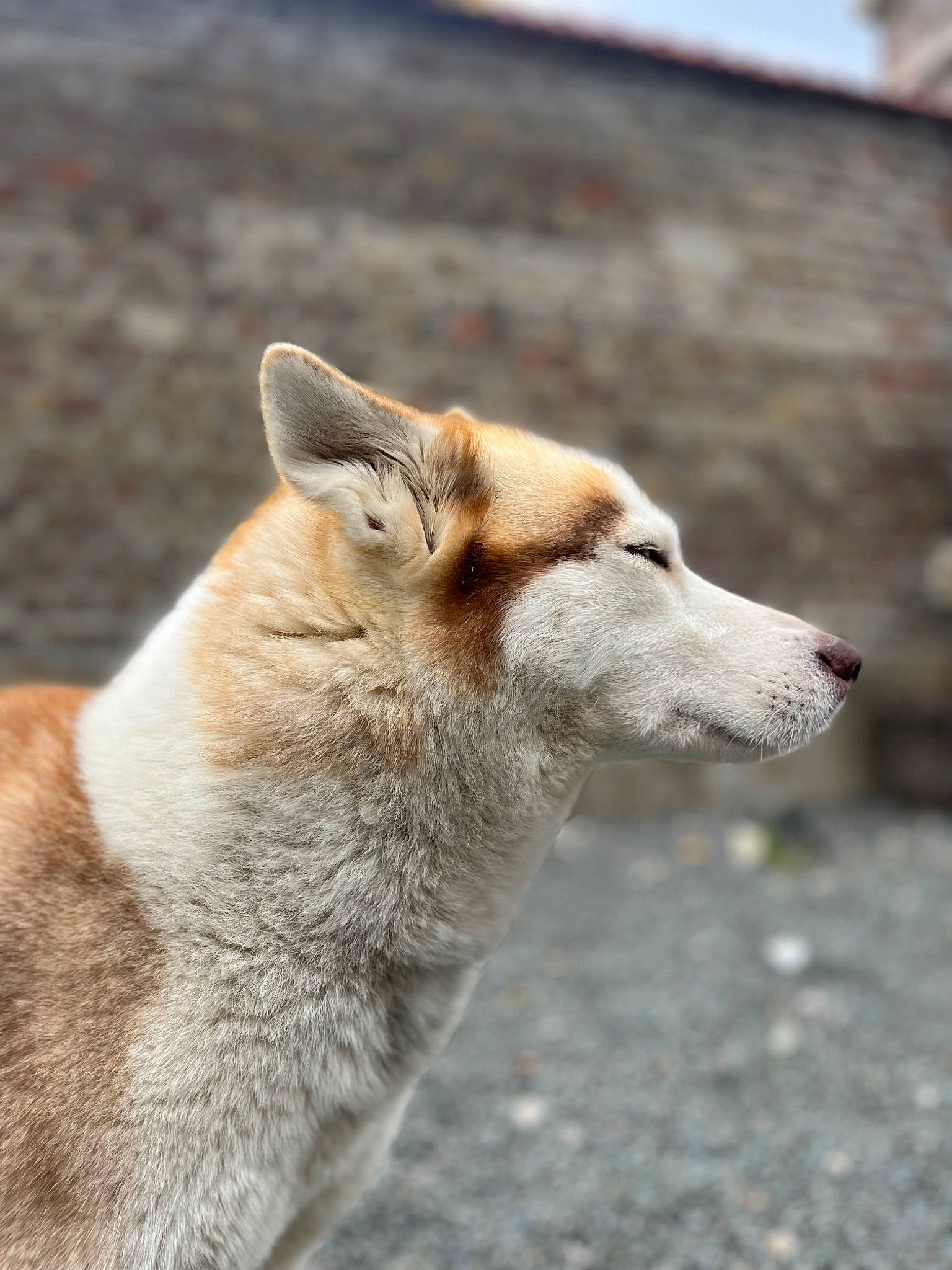 Phoenix participe au concours pour gagner de l'argent avec cette photo : canidae, canis, canis_lupus_tundrarum, carnivore, companion_dog, dog, dog_breed, fang, fawn, fur, jaw, snout, sporting_group, tail, terrestrial_animal, whiskers, wildlife, wolf, working_animal, working_dog