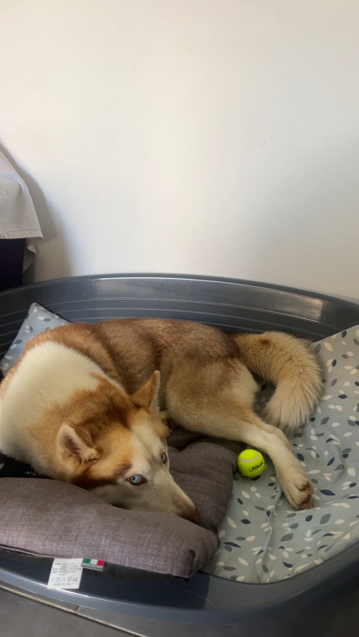 Phoenix a rejoint le concours — aidez-le/la à gagner de superbes lots ! canidae, carnivore, comfort, companion_dog, dog, dog_breed, dog_supply, dog_toy, fawn, flooring, fur, nap, paw, puppy, sleep, snout, sporting_group, tail, terrestrial_animal, vertebrate