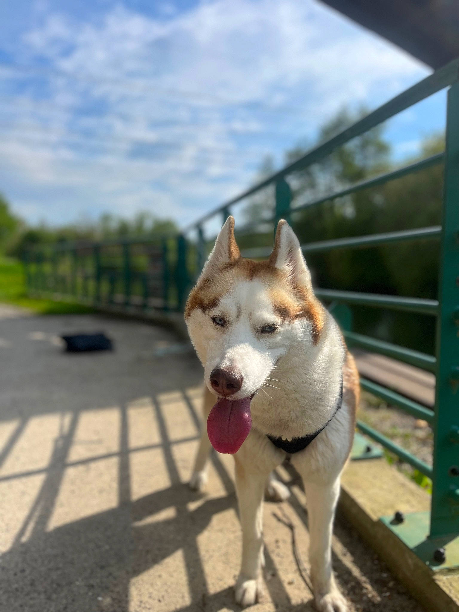 Phoenix participe au concours pour gagner de l'argent avec cette photo : canidae, canis, carnivore, cloud, collar, companion_dog, dog, dog_breed, dog_supply, fawn, fence, herding_dog, leash, pet_supply, sky, sled_dog, sporting_group, street_dog, tail, working_animal