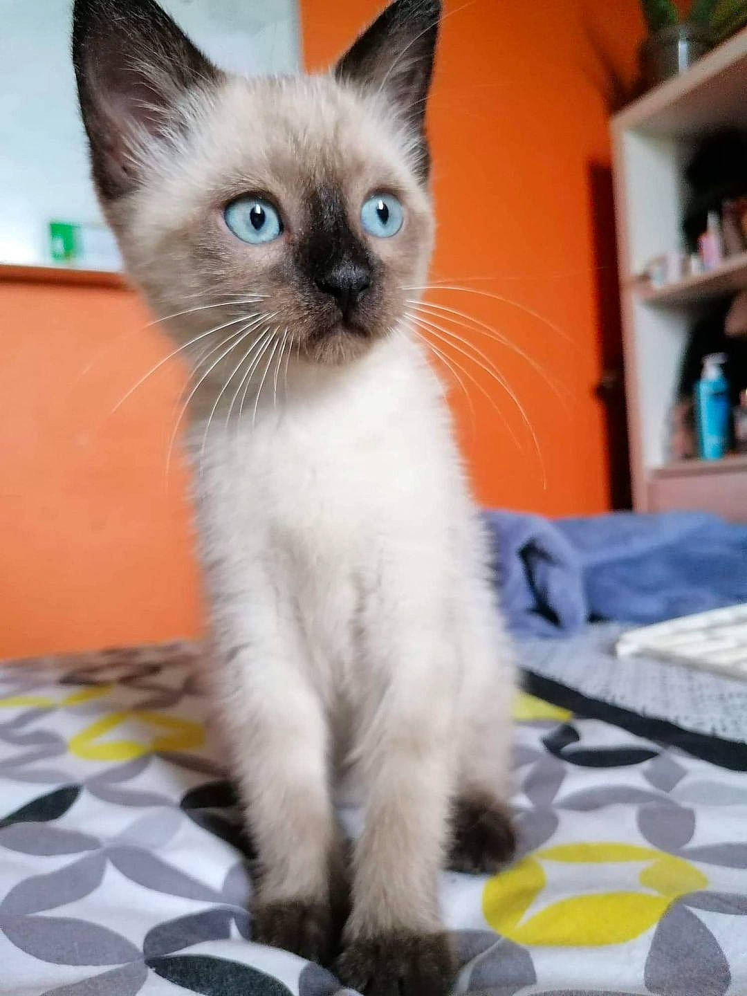 Charlie a rejoint le concours — aidez-le/la à gagner de superbes lots ! asian, balinese, birman, carnivore, cat, colorpoint_shorthair, eye, felidae, javanese, kitten, mammal, ojos_azules, ragdoll, siamese, small_to_medium_sized_cats, snowshoe, thai, tonkinese, vertebrate, whiskers
