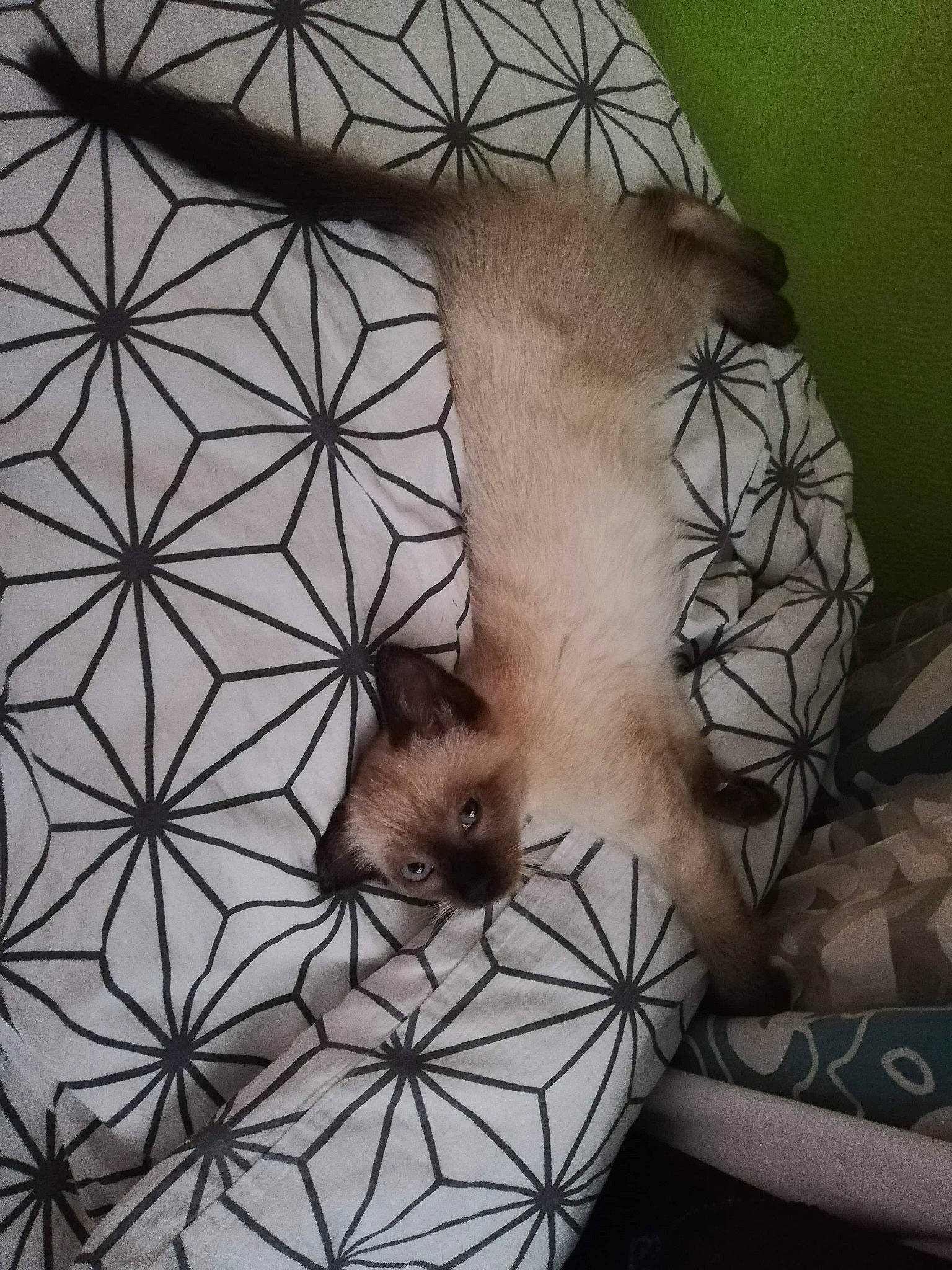 Charlie participe au concours pour gagner de l'argent avec cette photo : arm, cat, ear, eye, eyelash, facial_hair, neck, plant, tattoo