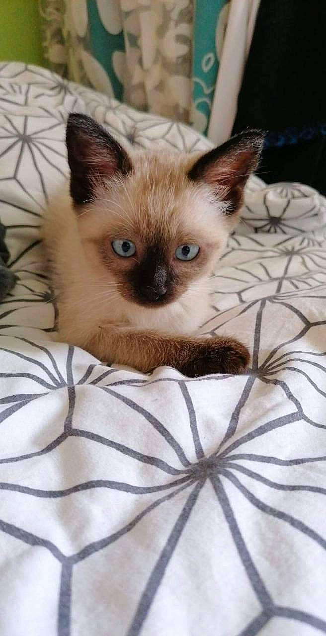 Charlie a rejoint le concours — aidez-le/la à gagner de superbes lots ! asian, balinese, birman, burmese, carnivore, cat, colorpoint_shorthair, eye, felidae, himalayan, kitten, mammal, ojos_azules, ragdoll, siamese, small_to_medium_sized_cats, thai, tonkinese, vertebrate, whiskers