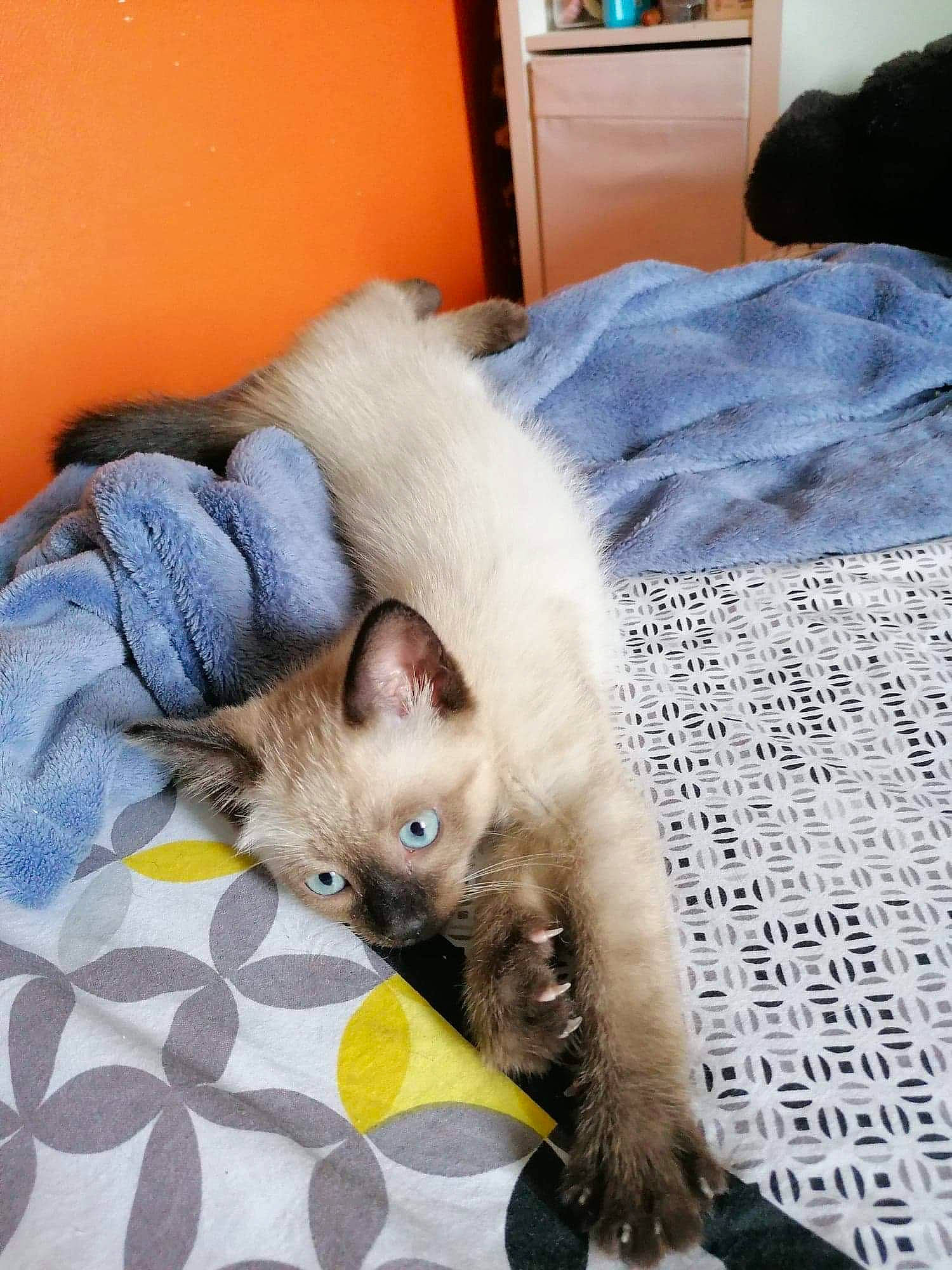 Charlie participe au concours pour gagner de l'argent avec cette photo : asian, balinese, carnivore, cat, colorpoint_shorthair, fawn, felidae, fur, german_rex, kitten, mammal, ragdoll, singapura, small_to_medium_sized_cats, thai, tonkinese, vertebrate, whiskers