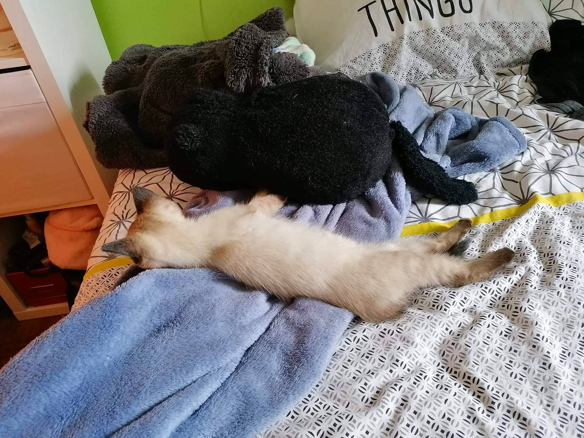 Charlie participe au concours pour gagner de l'argent avec cette photo : canidae, carnivore, cat, claw, dog, dog_breed, fawn, felidae, fur, kitten, nap, paw, puppy, sleep, small_to_medium_sized_cats