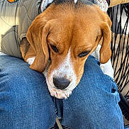 Atika a rejoint le concours — aidez-le/la à gagner de superbes lots ! dog, beagle, puppy, pet, jacket, clothing, denim, jeans, lap, resting, sleepy, cute, closeup, outdoor, casual, brown, white, black, animal, companion