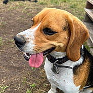 Atika a rejoint le concours — aidez-le/la à gagner de superbes lots ! dog, beagle, tongue_out, collar, pet, outdoor, grass, dirt, animal, canine, happy, close_up, ears, fur, muzzle, snout, playing, cute, nature, companion