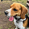dog, beagle, tongue_out, collar, pet, outdoor, grass, dirt, animal, canine, happy, close_up, ears, fur, muzzle, snout, playing, cute, nature, companion