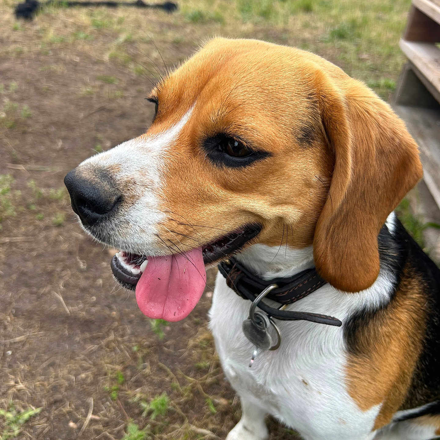 Atika a rejoint le concours — aidez-le/la à gagner de superbes lots ! dog, beagle, tongue_out, collar, pet, outdoor, grass, dirt, animal, canine, happy, close_up, ears, fur, muzzle, snout, playing, cute, nature, companion
