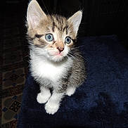 Poupoune participe au concours pour gagner de l'argent avec cette photo :