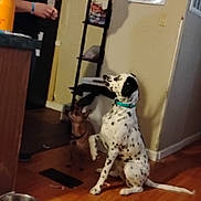 Delilah is registered to the contest to win money with this photo: woman, dog, dalmatian, small_dog, indoor, kitchen, hardwood_floor, dog_bowl, shelf, phone, couch, smiling, sitting, person, pet, collar, spots, raised_paw, wall_calendar, home
