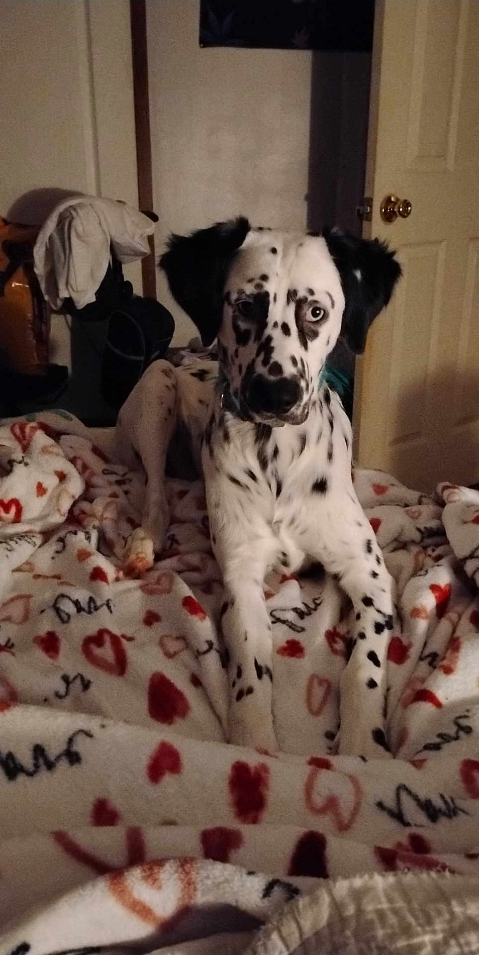 Delilah joined the competition — help win amazing prizes! dog, dalmatian_like, spotted_dog, pet, blanket, heart_pattern, bed, indoor, bedroom, door, doorknob, paws, fur, collar, portrait, gaze, resting, cozy, black_and_white, cute