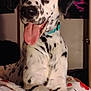 dog, dalmatian, spotted_dog, tongue_out, blue_eye, brown_eye, heterochromia, collar, pet, indoor, blanket, bed, close_up, portrait, nose, ears, paw, fur, playful, happy
