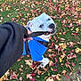 dog, leash, blue_jacket, grass, autumn_leaves, playful, outdoor, pet, white_dog, canine, fall, nature, fun, close_up, animal, leaf_litter, play, paw, collar, human_hand