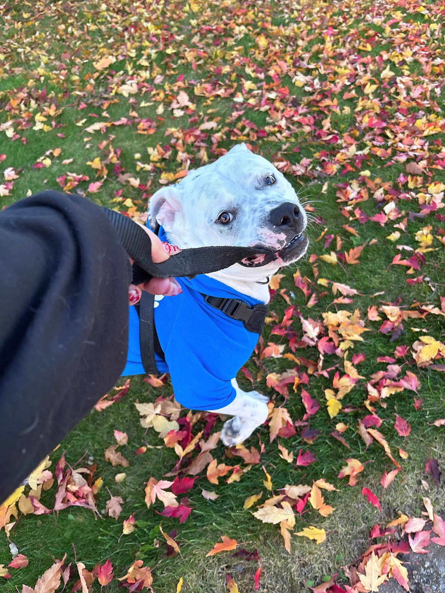 Nugget is registered to the contest to win money with this photo: dog, leash, blue_jacket, grass, autumn_leaves, playful, outdoor, pet, white_dog, canine, fall, nature, fun, close_up, animal, leaf_litter, play, paw, collar, human_hand