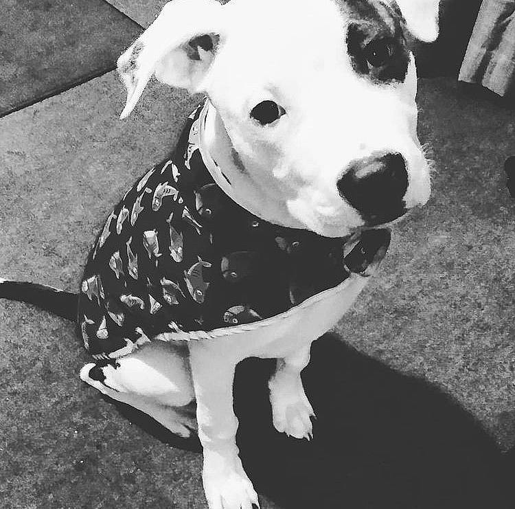 Chevyy is registered to the contest to win money with this photo: black, black_and_white, canidae, carnivore, collar, companion_dog, dog, dog_breed, dog_clothes, dog_collar, dog_supply, monochrome, monochrome_photography, pet_supply, snout, sporting_group, style, tail, working_animal, working_dog