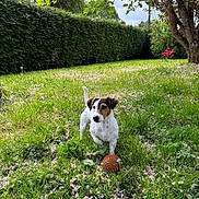 Una a rejoint le concours — aidez-le/la à gagner de superbes lots ! dog, jack_russell_terrier, grass, garden, flower_petals, tree, hedge, toy, outdoor, nature, greenery, pet, animal, daylight, playful, small_dog, canine, spring, plant, leaf