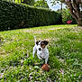 dog, jack_russell_terrier, grass, garden, flower_petals, tree, hedge, toy, outdoor, nature, greenery, pet, animal, daylight, playful, small_dog, canine, spring, plant, leaf