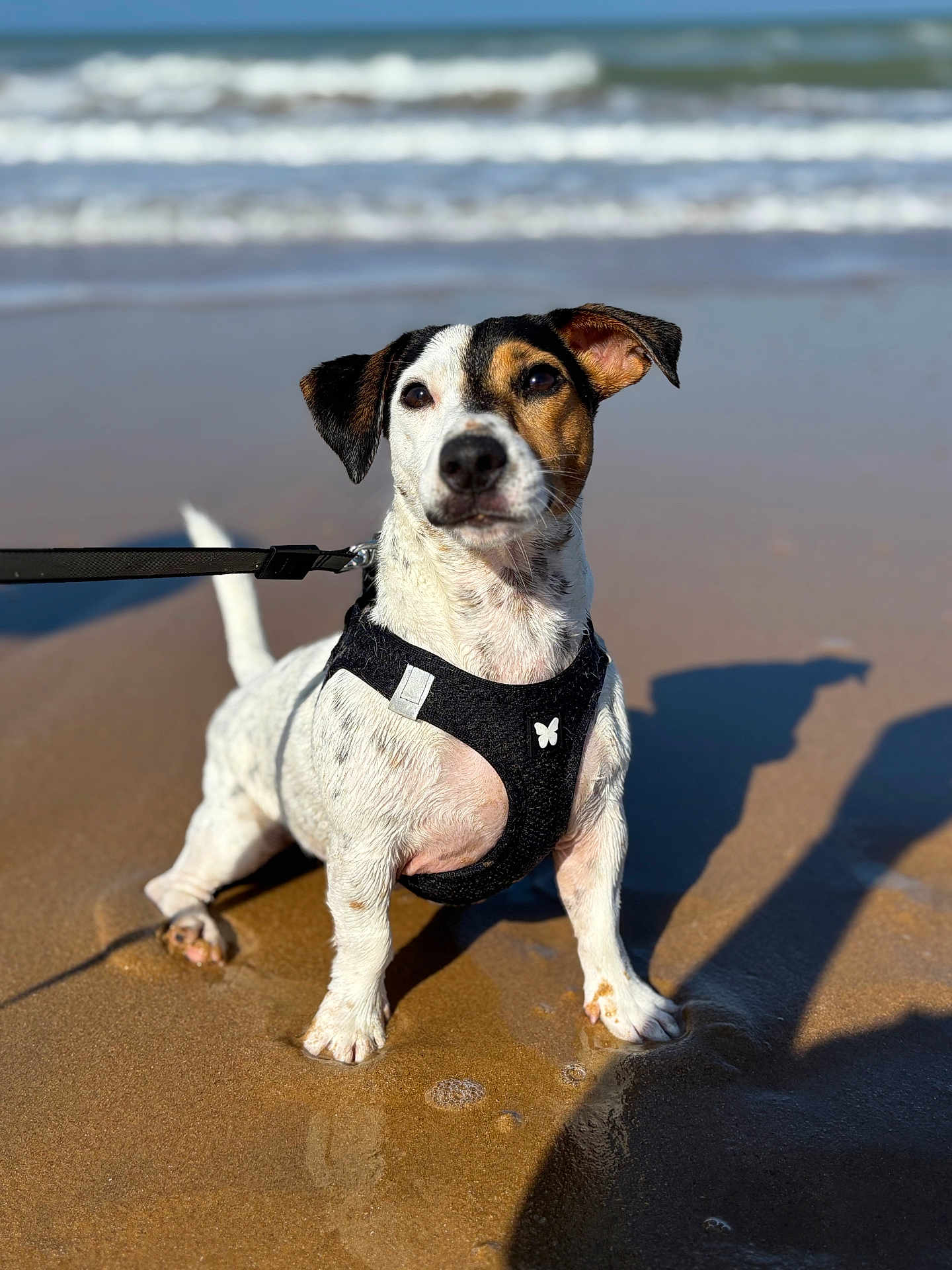 Una a rejoint le concours — aidez-le/la à gagner de superbes lots ! dog, beach, sand, water, waves, sunlight, harness, leash, outdoor, pet, canine, sea, reflection, shadow, animal, summer, nature, closeup, daytime, cute