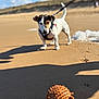Una participe au concours pour gagner de l'argent avec cette photo : dog, beach, sand, toy, leash, outdoor, sunlight, shadow, cloud, sky, dune, pet, play, animal, nature, daytime, walking, small_dog, focus, recreation