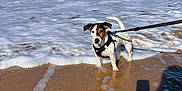 Una participe au concours pour gagner de l'argent avec cette photo : dog, beach, ocean, water, waves, sand, sunny, sky, harness, leash, pet, animal, outdoor, seafoam, shadow, summer, small_dog, canine, nature, daylight