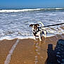 dog, beach, ocean, water, waves, sand, sunny, sky, harness, leash, pet, animal, outdoor, seafoam, shadow, summer, small_dog, canine, nature, daylight