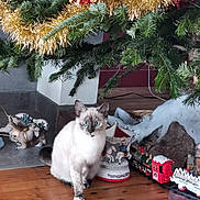 Snow a rejoint le concours — aidez-le/la à gagner de superbes lots ! carnivore, cat, christmas, christmas_decoration, christmas_eve, christmas_ornament, christmas_tree, conifer, felidae, fir, fur, holiday, holiday_ornament, laminate_flooring, ornament, pine_family, small_to_medium_sized_cats, vertebrate, whiskers, wood_flooring