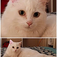 Milky participe au concours pour gagner de l'argent avec cette photo : cat, white_cat, fluffy, pet, indoor, bed, furniture, animal, mammal, cute, relaxed, lying_down, fur, closeup, portrait, eyes, whiskers, pink_nose, domestic_cat, cozy