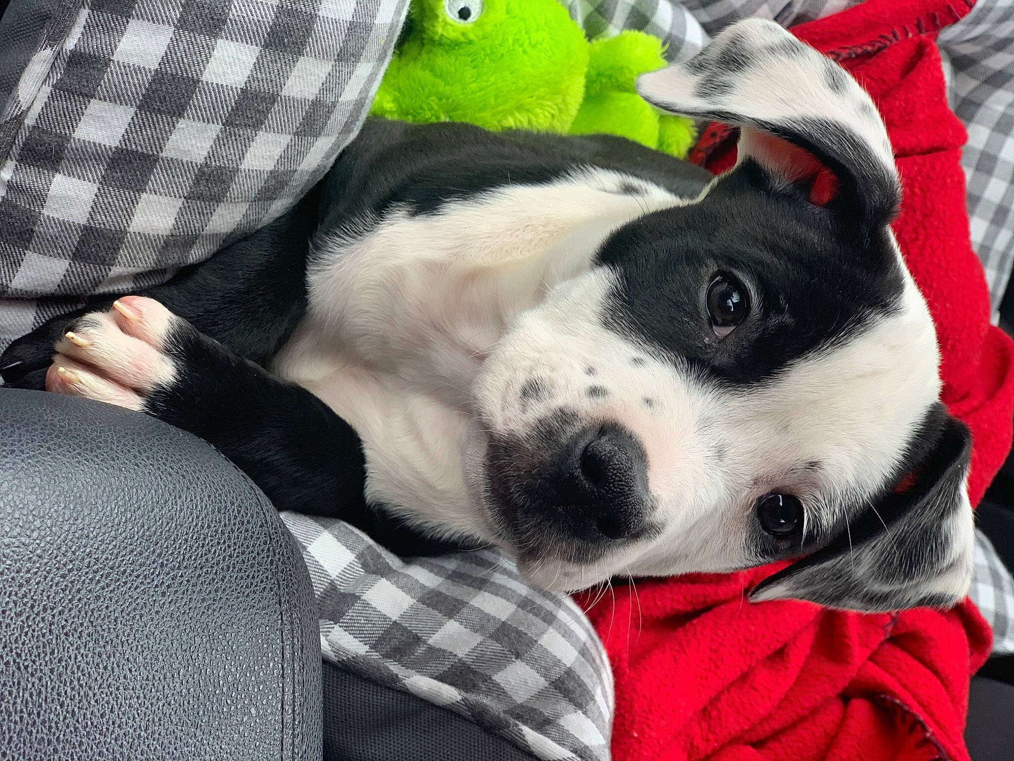 Dixie is registered to the contest to win money with this photo: american_staffordshire_terrier, boston_terrier, canidae, carnivore, companion_dog, dog, dog_breed, mammal, nap, non_sporting_group, puppy, puppy_love, snout, sporting_group, vertebrate