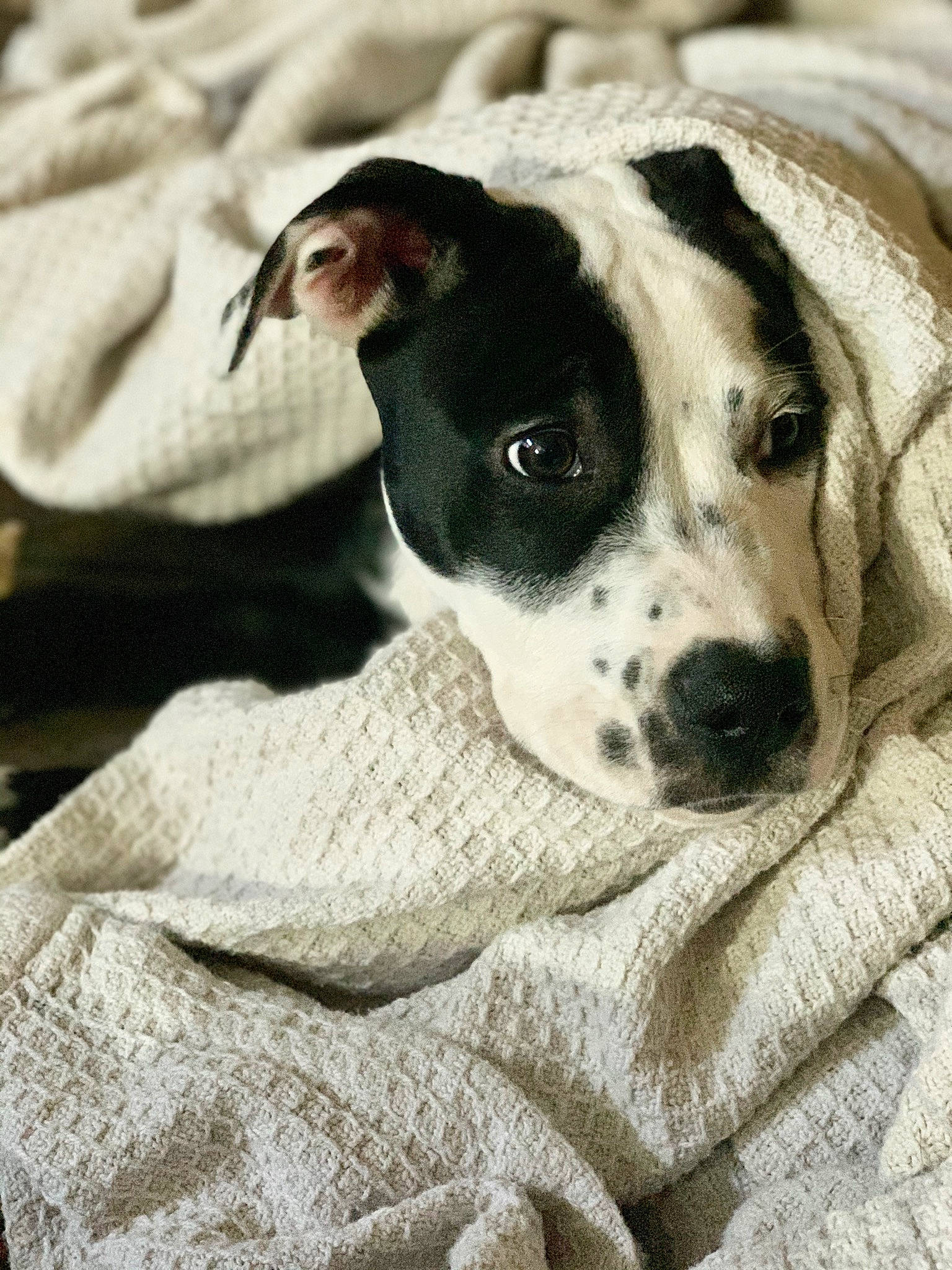 Dixie joined the competition — help win amazing prizes! canidae, carnivore, companion_dog, danish_swedish_farmdog, dog, dog_breed, mammal, non_sporting_group, pointer, puppy, rare_breed_dog, snout, sporting_group, vertebrate