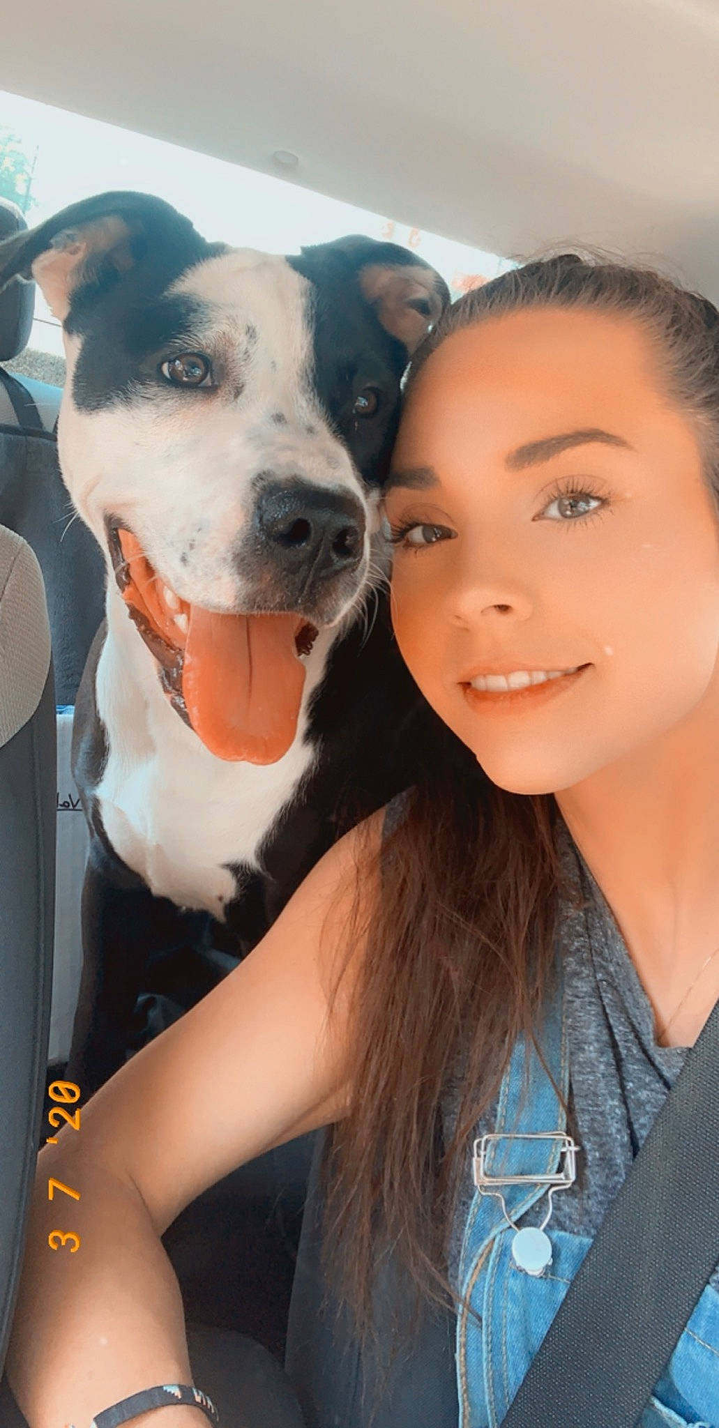 Dixie is registered to the contest to win money with this photo: american_pit_bull_terrier, canidae, carnivore, companion_dog, dog, dog_breed, fawn, head, non_sporting_group, nose, puppy_love, selfie, skin