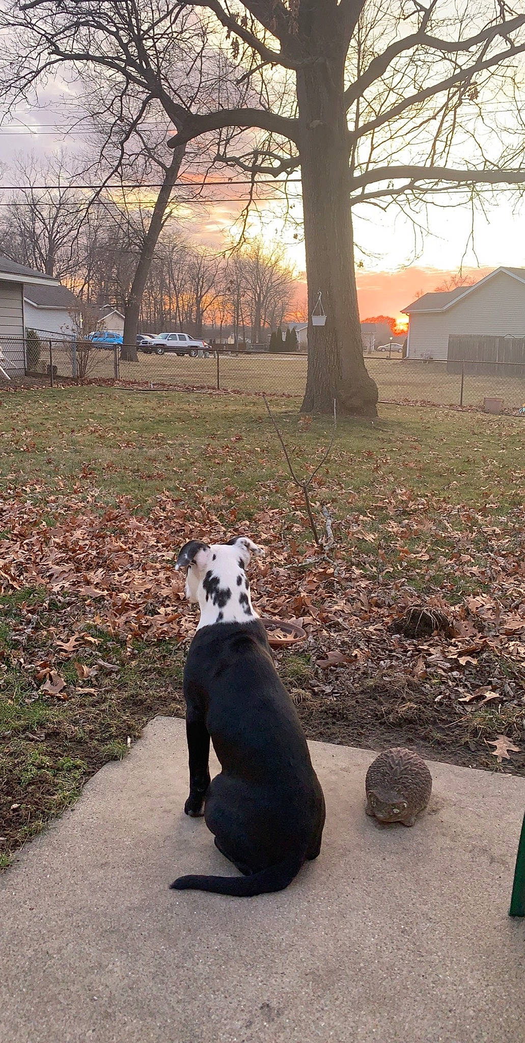 Dixie joined the competition — help win amazing prizes! american_bulldog, american_pit_bull_terrier, canidae, carnivore, dalmatian, dog, dog_breed, dog_walking, fawn, non_sporting_group, sporting_group, tree