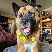 Koko is registered to the contest to win money with this photo: animal, bed, blanket, ceiling_fan, collar, decor, dog, ears, flower_collar, fur, furniture, happy, indoor, living_room, pet, photos, shelf, smiling, tongue, tongue_out