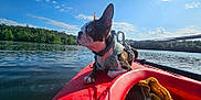 Pavati is registered to the contest to win money with this photo: dog, boston_terrier, kayak, lake, water, sky, clouds, trees, harness, leash, outdoor, animal, pet, nature, daylight, recreation, water_sport, blue_eyes, canine, adventure