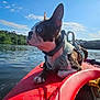 dog, boston_terrier, kayak, lake, water, sky, clouds, trees, harness, leash, outdoor, animal, pet, nature, daylight, recreation, water_sport, blue_eyes, canine, adventure