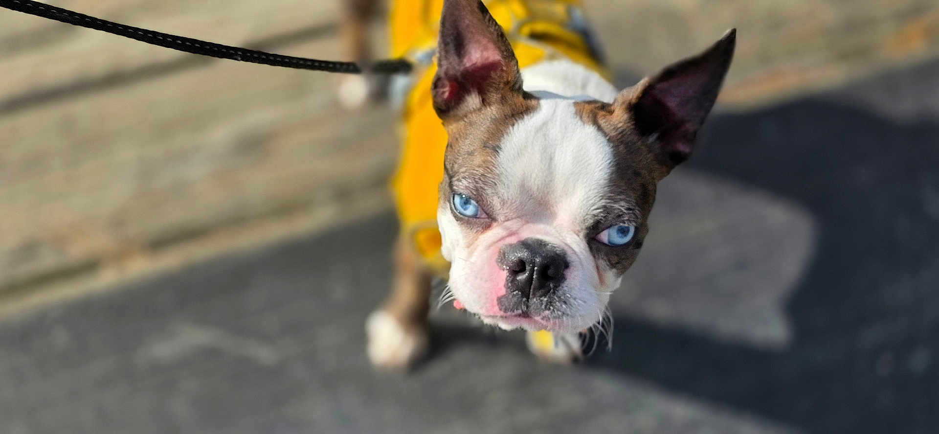 Pavati is registered to the contest to win money with this photo: dog, boston_terrier, blue_eyes, yellow_outfit, leash, pet, animal, close_up, portrait, outdoor, pavement, curious, canine, walking, daylight, short_hair, ears_up, snout, white_and_brown, companion
