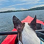 dog, back_view, harness, kayak, lake, water, sky, clouds, outdoor, nature, adventure, pet, animal, calm, blue, red, forest, trees, recreation, daytime