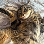 Mochi joined the competition — help win amazing prizes! cat, tabby, feline, pet, animal, fur, whiskers, paw, relaxed, fluffy, blanket, indoor, cute, sleepy, closeup, soft, striped, mammal, resting, playful
