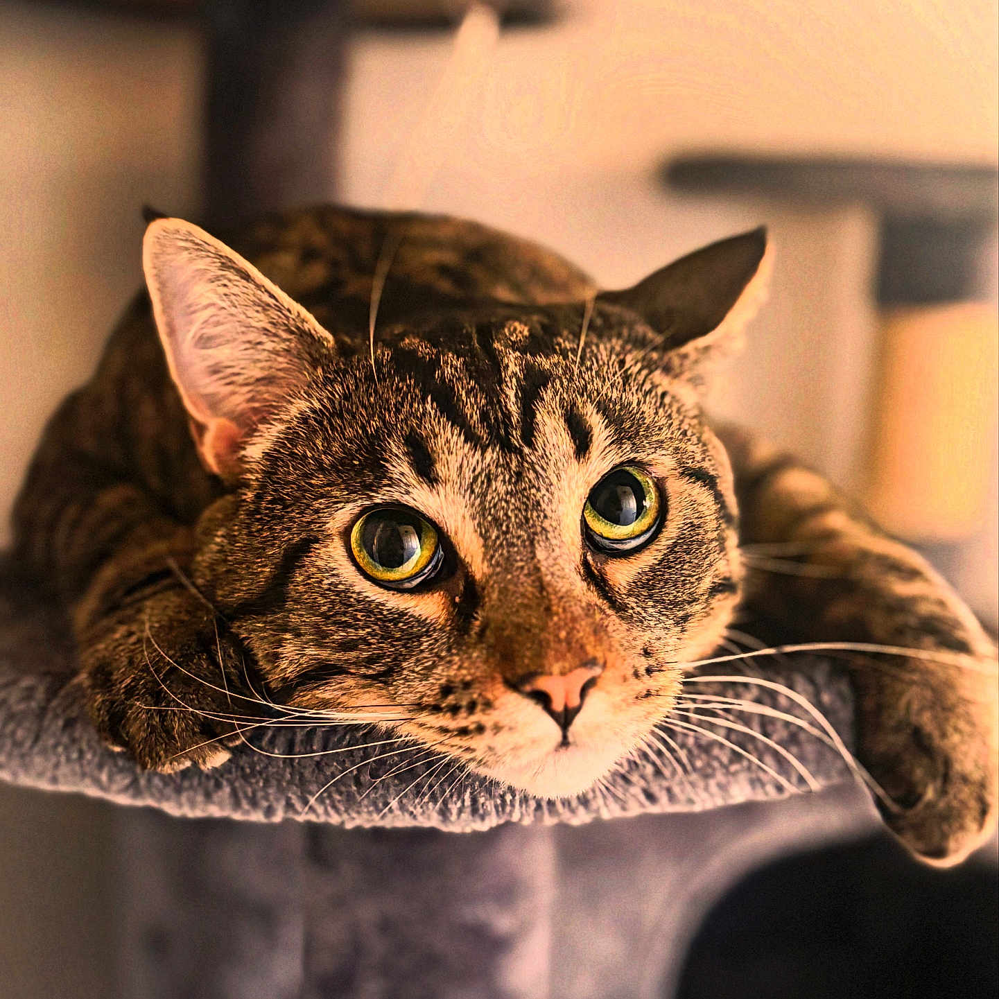 Mochi joined the competition — help win amazing prizes! animal, cat, cat_tree, close_up, cozy, cute, domestic, eyes, feline, focus, fur_pattern, indoor, mammal, pet, portrait, relaxed, resting, soft_fur, tabby, whiskers