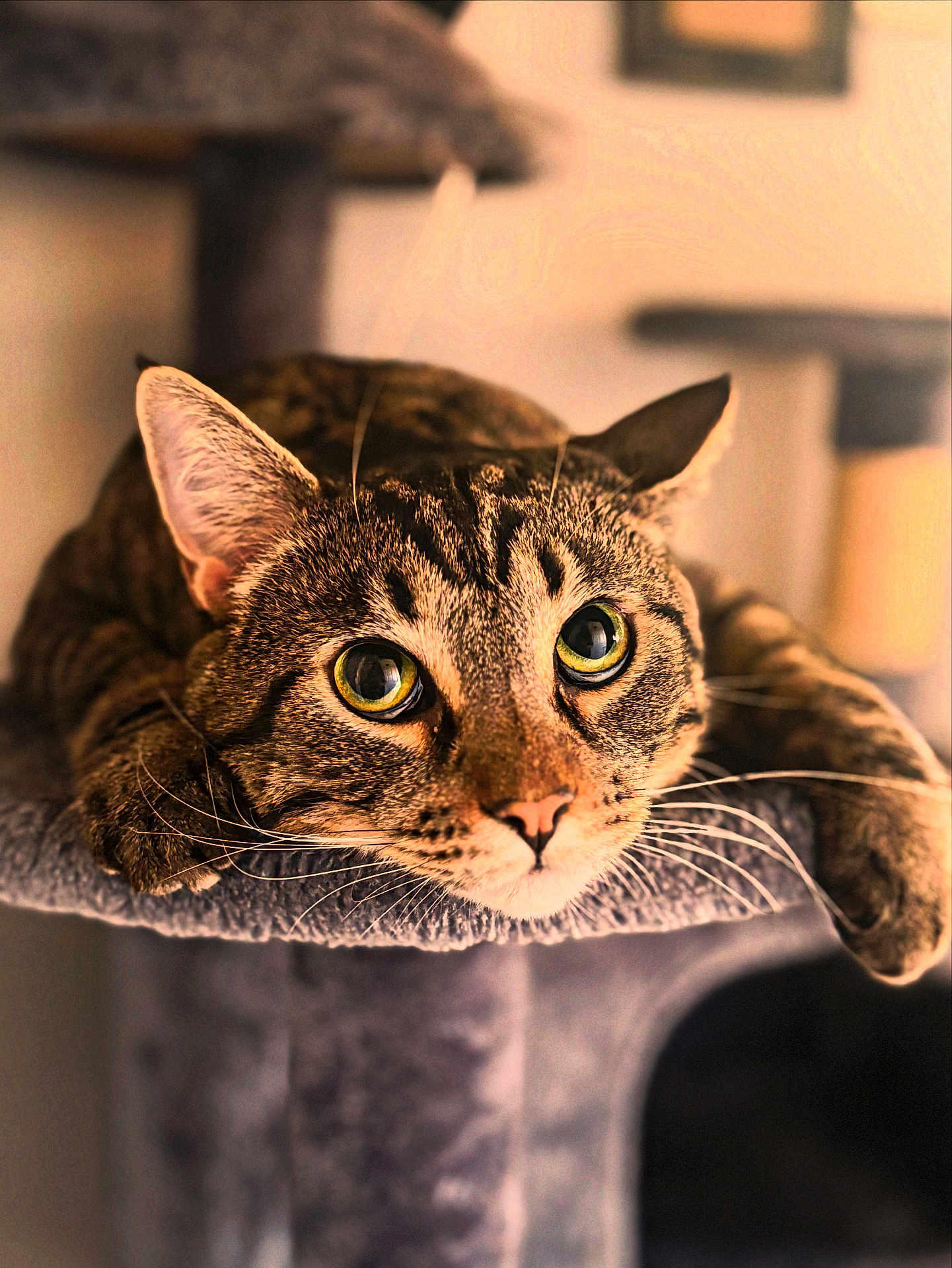 Mochi joined the competition — help win amazing prizes! cat, tabby, indoor, pet, animal, whiskers, close_up, soft_fur, relaxed, cat_tree, feline, cute, eyes, portrait, resting, cozy, focus, fur_pattern, mammal, domestic