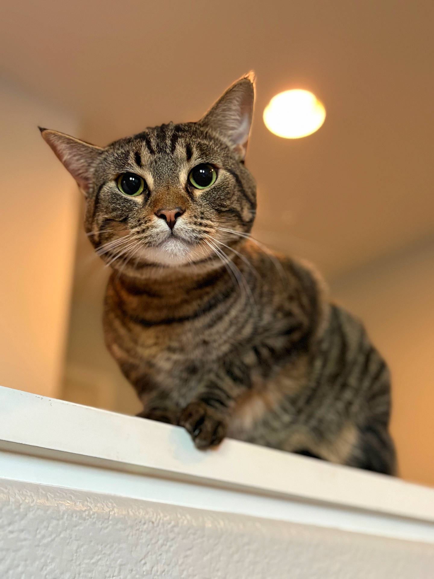 Mochi joined the competition — help win amazing prizes! animal, background_blur, cat, closeup, curious, domestic, ears, eyes, face, feline, fur, home, indoor, ledges, paws, pet, portrait, tabby, warm_light, whiskers