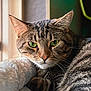Mochi is registered to the contest to win money with this photo: cat, tabby, pet, animal, feline, green_eyes, close_up, indoor, cozy, blanket, resting, fur, whiskers, window_light, relaxed, cute, domestic_cat, sleepy, soft_texture, home