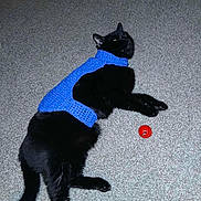 Bagel joined the competition — help win amazing prizes! black_cat, cat, indoor, carpet, blue_vest, knitted_garment, pet, animal, toy, red_toy, feline, laying_down, domestic_animal, cozy, floor, resting, cute, playful, household, companion