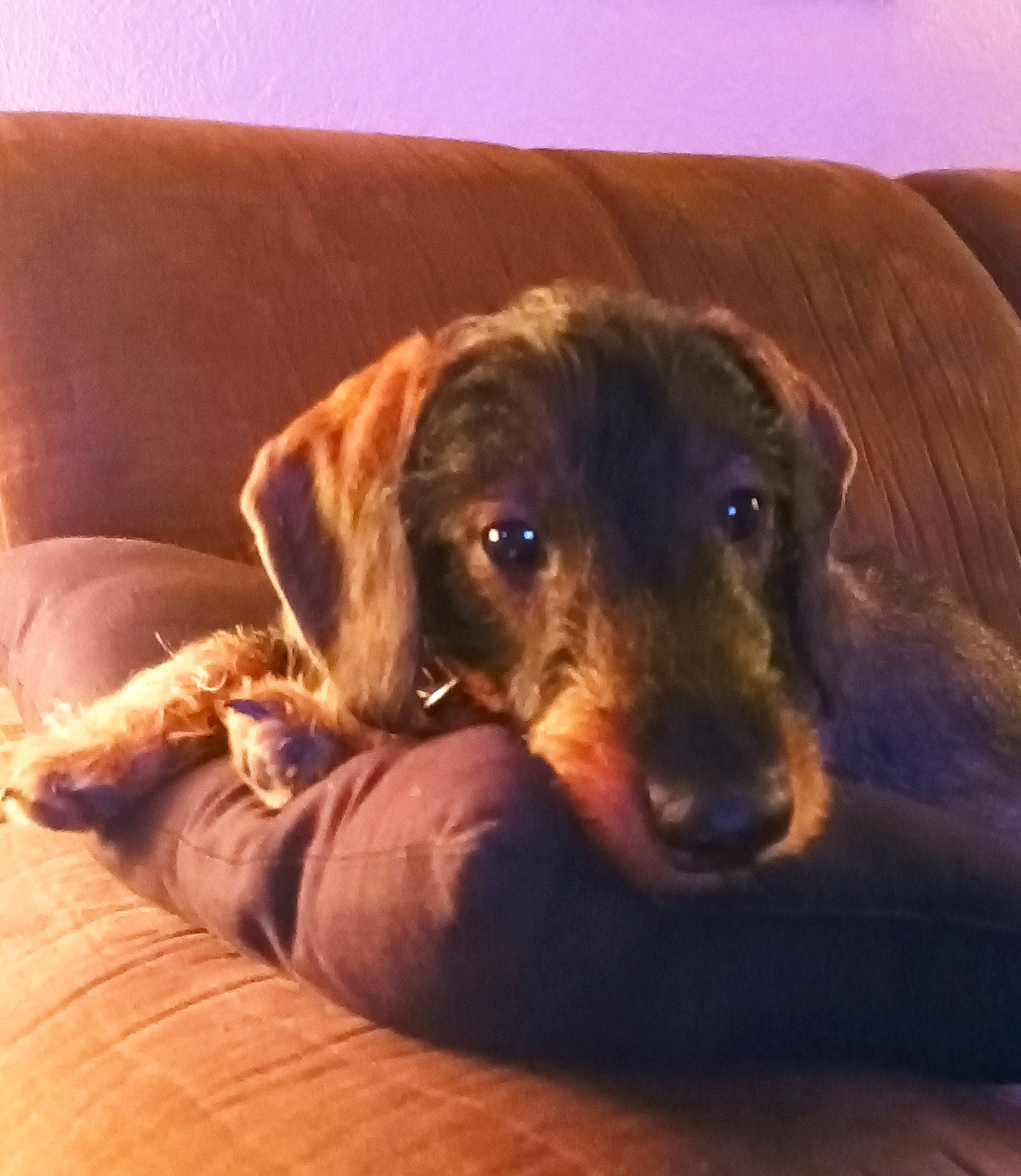 Lulu participe au concours pour gagner de l'argent avec cette photo : carnivore, cloud, comfort, companion_dog, couch, dog, dog_breed, fawn, fur, guard_dog, happy, hardwood, liver, pointing_breed, sky, snout, sporting_group, whiskers, wood, working_animal