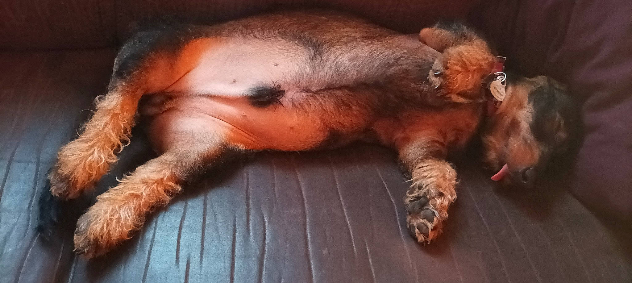 Lulu participe au concours pour gagner de l'argent avec cette photo : canidae, carnivore, claw, close_up, companion_dog, dog_breed, ear, fawn, fur, hardwood, liver, paw, primate, snout, sporting_group, tail, terrestrial_animal, whiskers, wildlife, wood