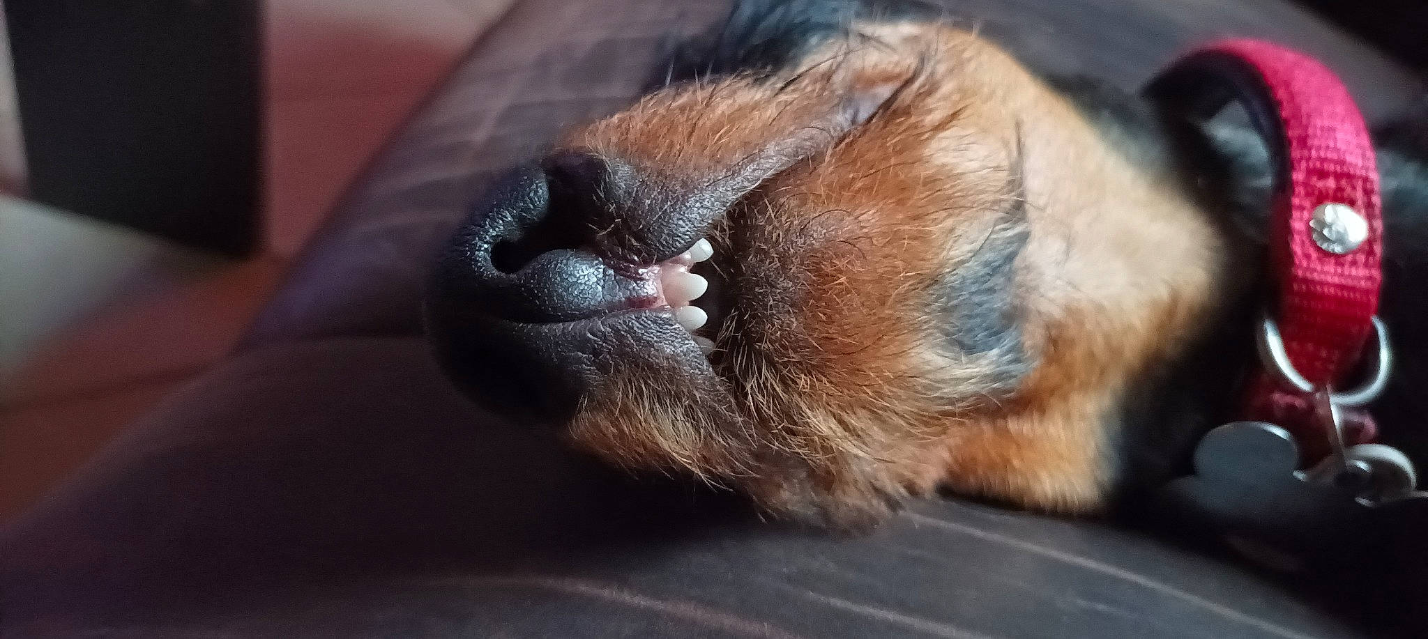 Lulu participe au concours pour gagner de l'argent avec cette photo : bat, big_brown_bat, canidae, carnivore, claw, dog_breed, fawn, felidae, foot, fur, liver, paw, primate, sporting_group, tail, terrestrial_animal, whiskers, wildlife, wood